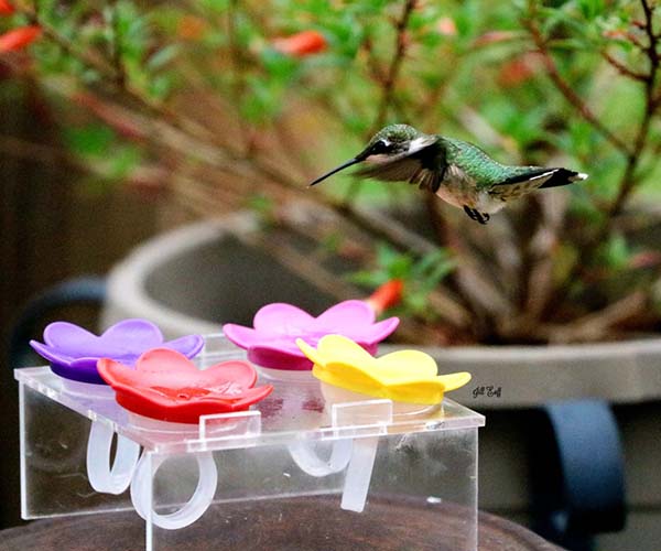 Plastic Trainer for Hummingbird Rings