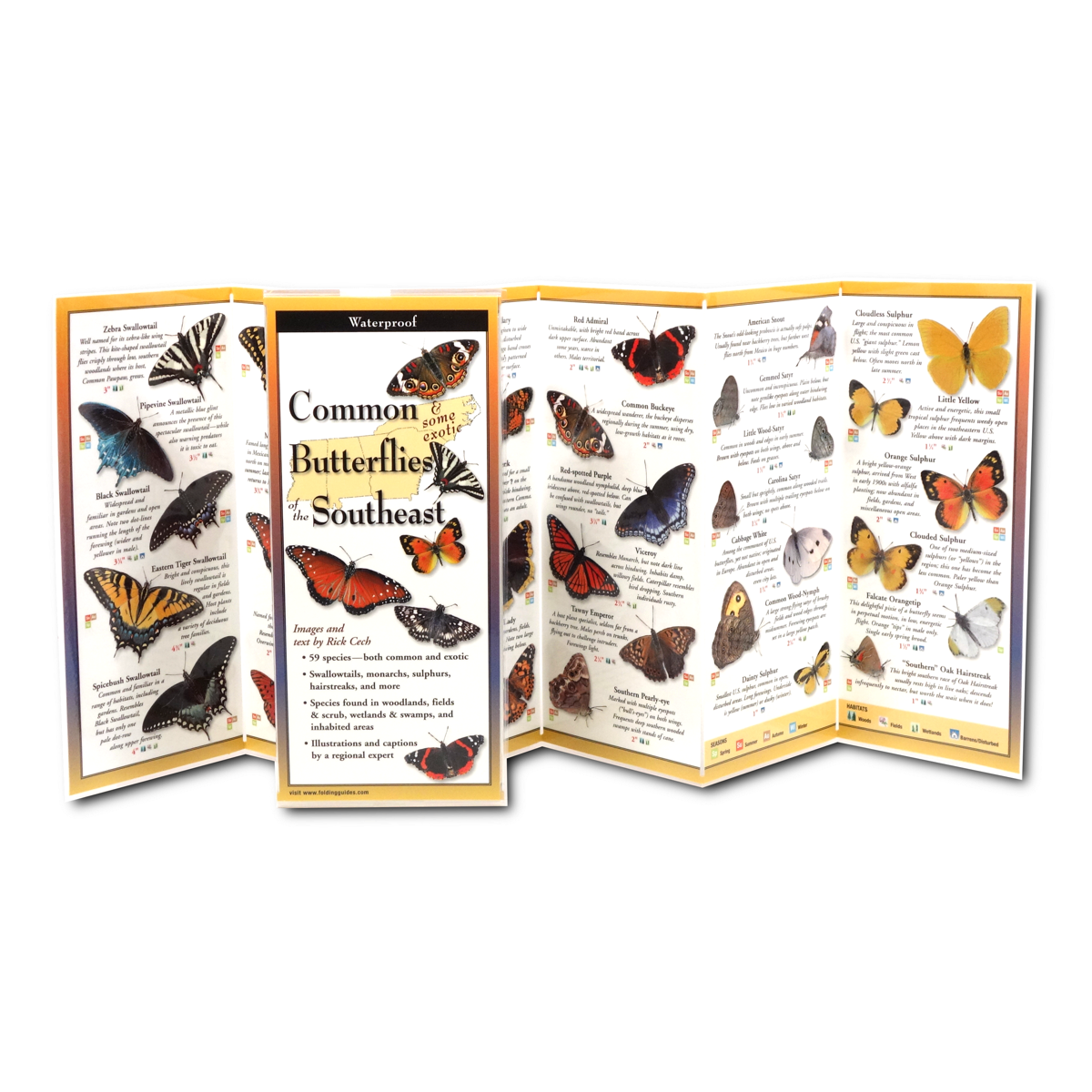 Common Butterflies of the SE Folding guide