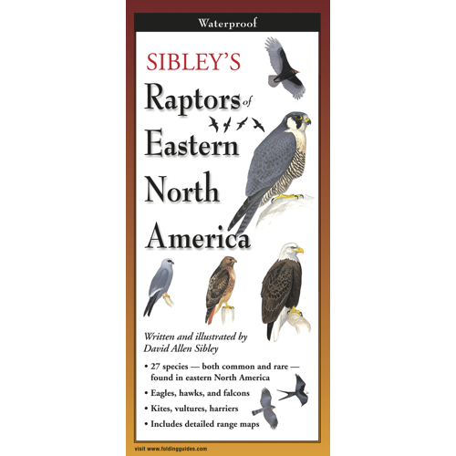 Sibley's Raptors of Eastern NA F