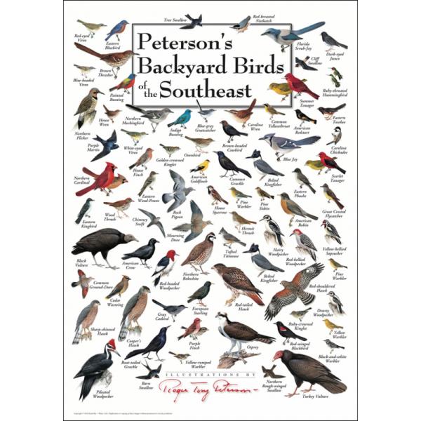 Peterson's Backyard Birds of SE 19x17 Poster