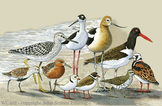 Magnet-Shorebirds