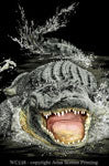 Magnet Gator Encounter
